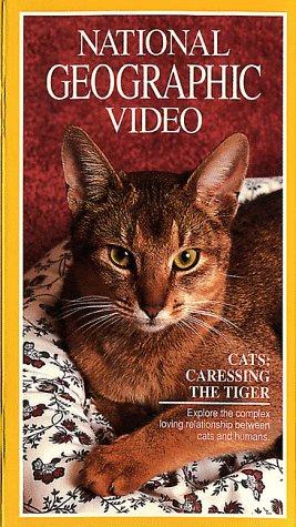 Cats: Caressing The Tiger