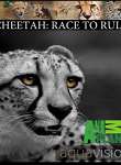 Cheetah: Race To Rule