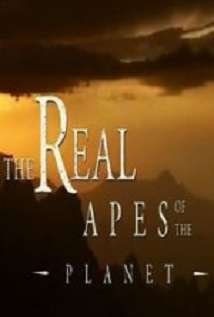 The Real Apes Of The Planet