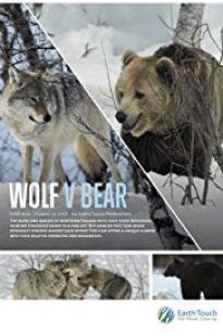 Wolf Vs Bear